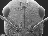 撒哈拉银蚁：在沙漠里混，就是这么Cool
