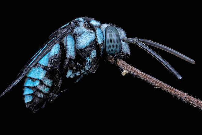 揭秘蓝色杜鹃蜜蜂：不采花不筑巢以侵占为生 