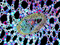 显微镜下生物细胞结构呈现神秘而美丽的一面