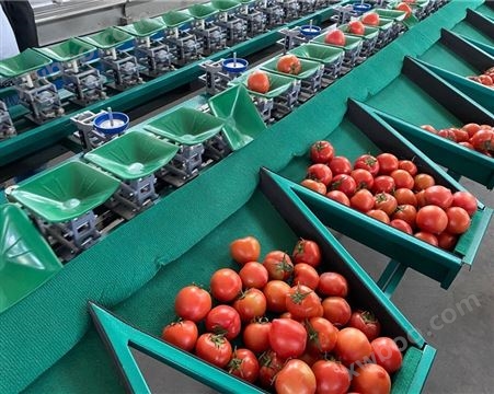 柿子柿饼选果机 凯祥柿子重量分选机 机械分级设备
