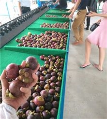猕猴桃电脑选果机 凯祥水果分选机械制造厂 果蔬重量分级设备