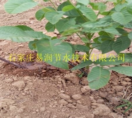 安装小管出流的注意事项-平川区滴灌厂家友情介绍