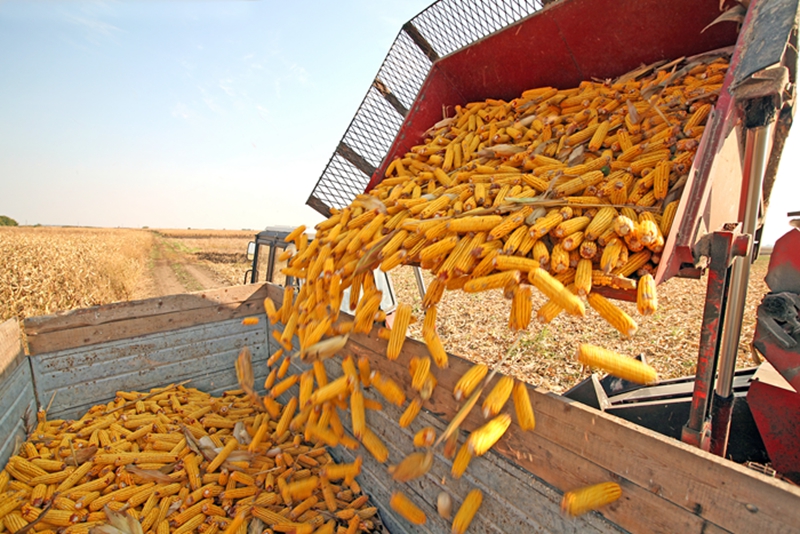內蒙古DB15/T 2803—2022《玉米機械粒收品種鑒選技術規程》